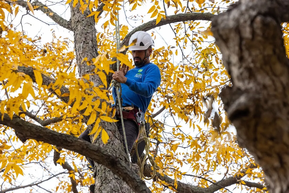 Skilled Tree Pruning crew working in Saint Albans